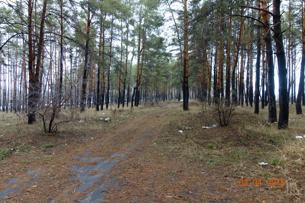 лес3.jpg