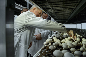 «Самые правильные грибы - голландские». Губернатор Гусев осыпал комплиментами производство шампиньонов Арутюна и Ашота Бабоянов