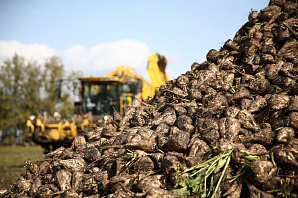 «Продимекс» отказался выполнять задачу Минсельхоза по сокращению посевов сахарной свеклы в Воронежской области