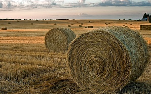 Воронежским фермерам раздают землю. Находящиеся в госсобственности неиспользуемые участки можно будет получить бесплатно