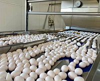 Борисоглебский кооператор Геннадий Ширяев складывает яйца в одних Третьяках