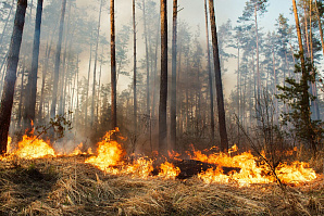 ФСБ раскрыла крупные махинации в борьбе с лесными пожарами на территории Воронежской области