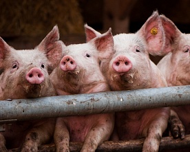 Образцовый занос. Из-за африканской чумы на свинокомплексе «Агроэко» под Воронежем забьют 42 тысячи свиней