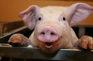 После выявления АЧС на площадке «Агроэко» под Воронежем забьют более 500 свиней в личных хозяйствах