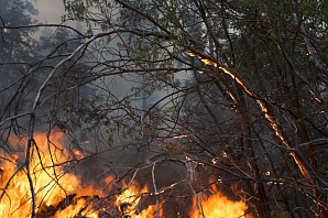 «Погода усугубляется безалаберностью». В Воронежской области зафиксирован резкий рост лесных пожаров
