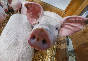 В Воронежской области усиливают профилактику сибирской язвы и африканской чумы свиней