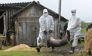 Мясные танки чумы не боятся. В Воронежской области могут запретить разводить свиней на частных подворьях